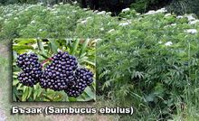 Крем за тяло с маслен извлек от плодове на БЪЗАК (Sambukus Ebulus) в Кайсиево масло